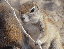 a close up of a squirrel holding a stick in its paws