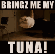 Brinz Me My Tuna! GIF - Cat Angry Float GIFs