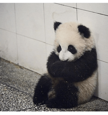 Sad Panda Sad GIF - Sad Panda Panda Sad - Discover & Share GIFs