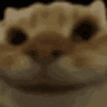 Yes Yes Cat GIF