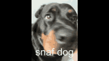 Gujum Snaf GIF - Gujum Snaf Snaf Dog GIFs