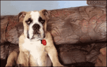 Tired GIF - Dogs Puppy Dog GIFs