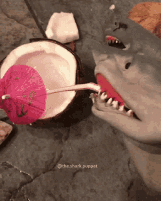 Shark Puppet Coconut GIF - Shark Puppet Coconut Shark Week - Discover &  Share GIFs