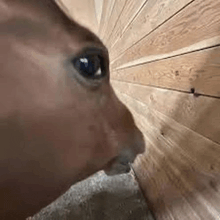 a close up of a horse 's face looking through a wooden wall .