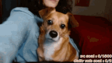 Remy Kiss GIF - Remy Kiss Doggo GIFs