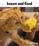 Known And Fixed Cat GIF - Known And Fixed Cat GIFs