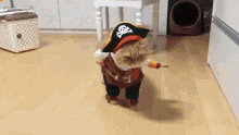 a cat is dressed in a pirate costume