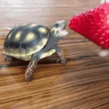 Turtles Cute GIF - Turtles Cute Strawberry GIFs