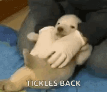 Tickle Polar Bear GIF - Tickle Polar Bear Cub GIFs