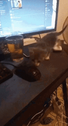 Kitten Stealing Noodle GIF