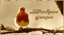 a small bird perched on a tree branch with a greeting card in russian