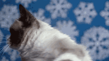 a cat is looking up at the snowflakes on the wall .