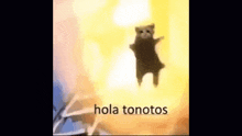 Hola Tonotos GIF