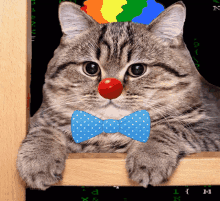 Cat Clown GIF - Cat Clown Matrix GIFs