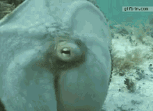 14 GIF - Octopus Underwater Camouflage GIFs