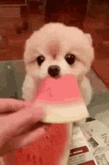 Pup Puppy GIF - Pup Puppy Dog GIFs