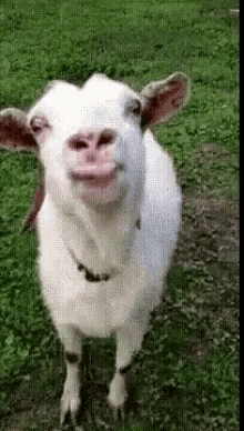 Goat Tongue Out GIF - Goat Tongue Out Animal GIFs
