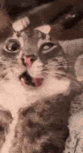 a close up of a cat 's face with its tongue sticking out .