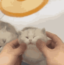 Face Massage Kitten GIF - Face Massage Kitten Cat GIFs