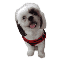 kisses shih tzu shih tzu dog puppy kisses shih tzu shih tzu dog puppy