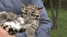 animals cats kitten cub clouded leopard