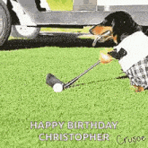 a dachshund is playing golf with a golf club and ball .