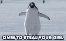 Penguin Steal Your Girl GIF