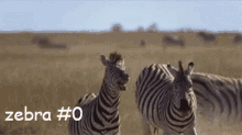 Zebra Zebra0 GIF - Zebra Zebra0 Zebragif GIFs