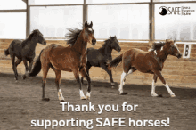 Save A Forgotten Equine Safe GIF