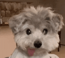 a small white dog with a pink tongue sticking out is sitting in a chair .