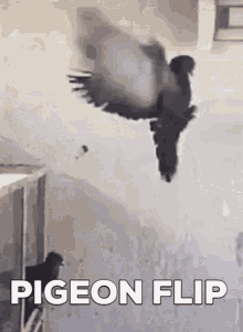 Pigeon Flip GIF