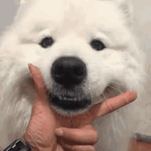 Dog Peace GIF - Dog Peace Samoyed GIFs