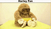 Harley Harley Fan GIF - Harley Harley Fan GIFs