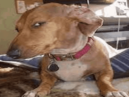 Side Eye Dog GIF - Side eye Dog Tiktok - Discover & Share GIFs