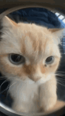 Stupid Cat GIF - Stupid Cat Stupid Cat GIFs