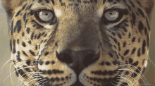 Cheetah Close Up GIF - Cheetah Close Up Wild Animals GIFs