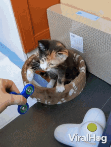 kitten playing a fidget spinner viralhog spinning fidget spinner playing