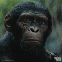 Solemn Noa GIF - Solemn Noa Kingdom Of The Planet Of The Apes GIFs