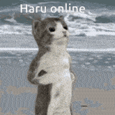 a cat standing on a beach with the words haru online written on it