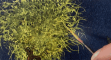 Johnlurie Paintingwithjohn GIF - Johnlurie Paintingwithjohn Happylittletrees GIFs