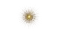 a white background with a gold circle surrounded by sparks
