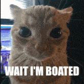 a cat with the words wait i 'm boated on the bottom