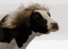 Yes Cow GIF - Yes Cow Long Hair GIFs