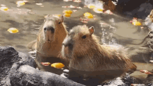 capybara onsen animals chilling relaxing