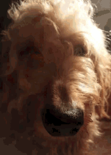 Dog Excited GIF - Dog Excited Wrigley GIFs