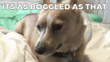 Dog Badorkbee GIF - Dog Badorkbee Boggleddoggo GIFs