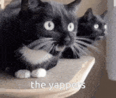 Cat Yap GIF - Cat Yap GIFs