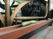 regalt line conveyer cucumber insult