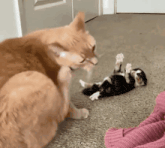 two cats are playing with a kitten on the floor