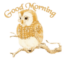 Good Morning Owl GIF - Good Morning Owl Greeting GIFs